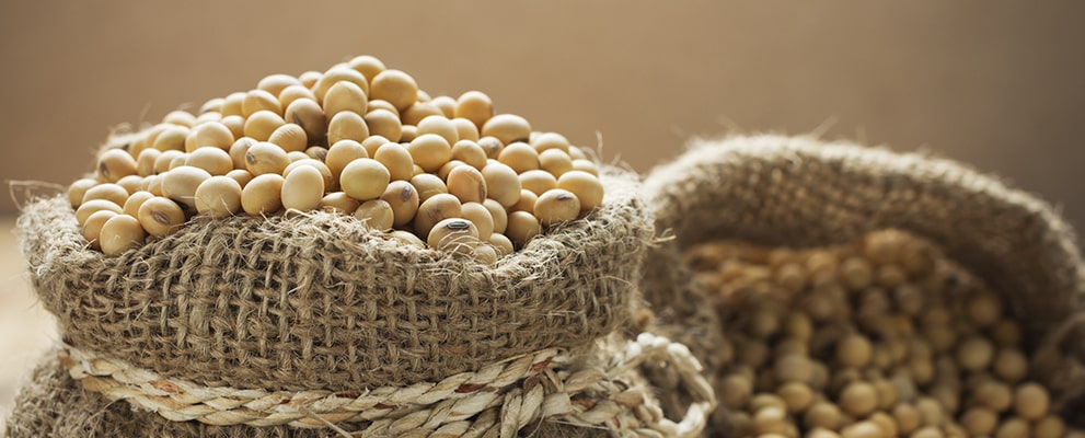 brazilian soybean export brazilian soybean export